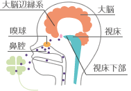 鼻から脳へ