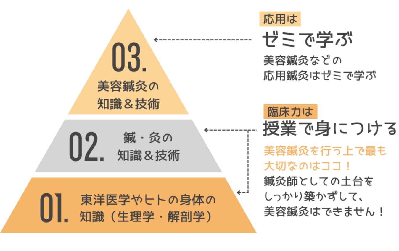 美容鍼灸を学ぶためのステップ図。基礎の東洋医学や解剖学、鍼灸の知識と技術を授業で学び、ゼミで美容鍼灸の応用を学ぶ流れを示す。